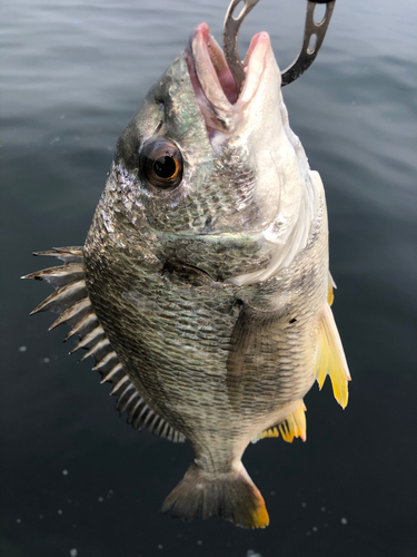 キビレの釣果