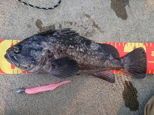 クロソイの釣果