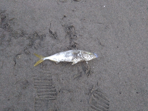 ワカシの釣果