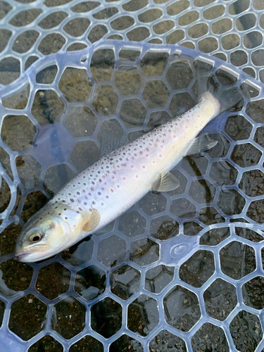 ブラウントラウトの釣果