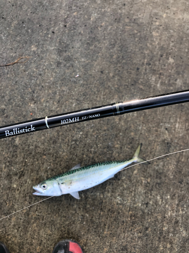 サバの釣果