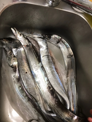 タチウオの釣果