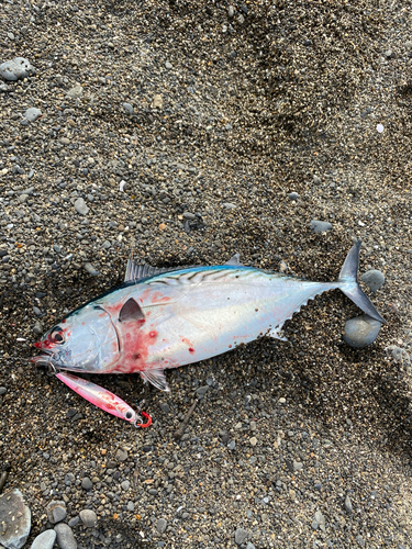 ソウダガツオの釣果