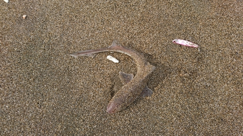 サメの釣果