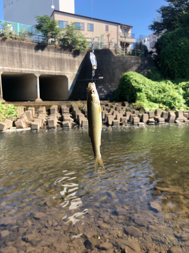 ウグイの釣果