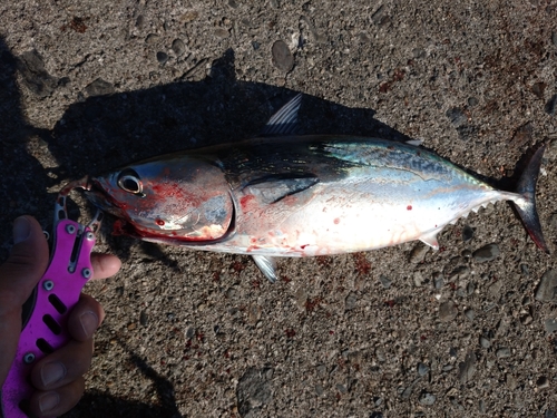 ソウダガツオの釣果