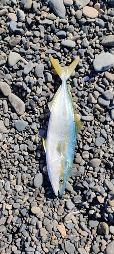 ワカシの釣果