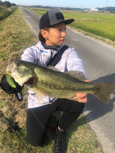 ブラックバスの釣果