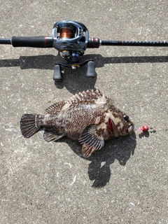 オウゴンムラソイの釣果