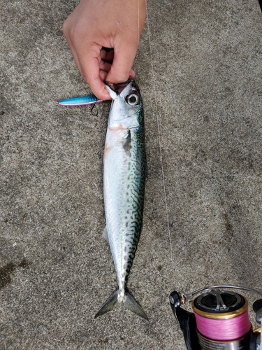 サバの釣果