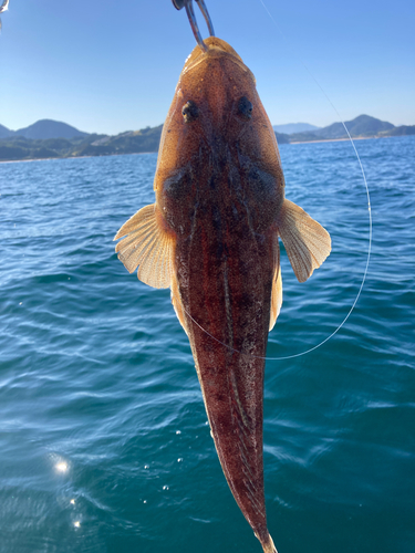 マゴチの釣果