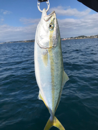 イナダの釣果