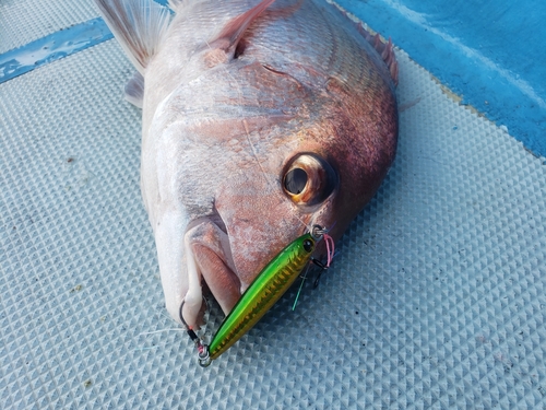 マダイの釣果