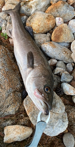 スズキの釣果