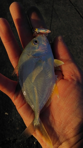 ロウニンアジの釣果