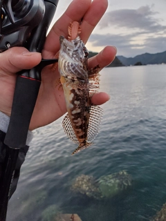 アサヒアナハゼの釣果