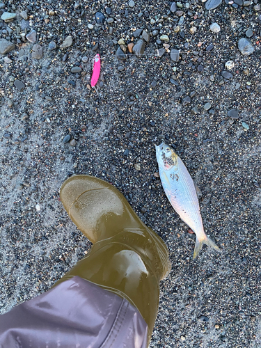 コノシロの釣果