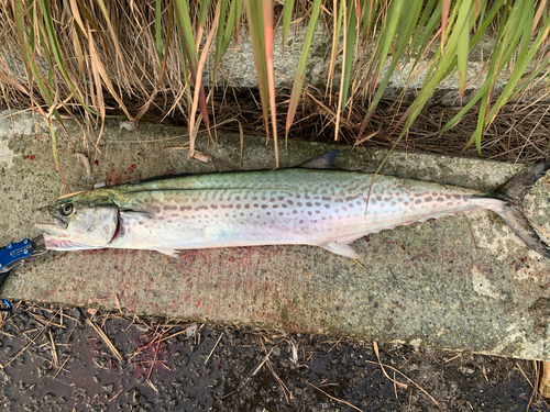 サワラの釣果