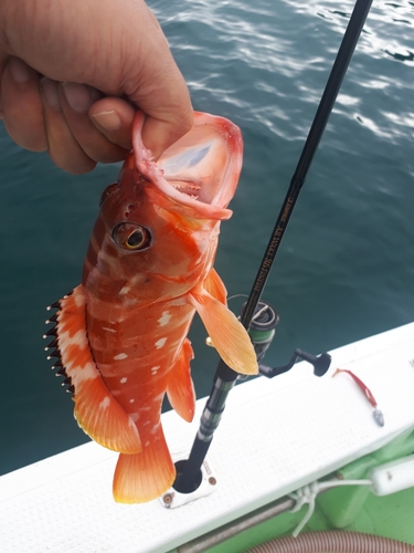 アカハタの釣果