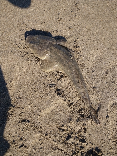 マゴチの釣果