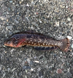 クジメの釣果