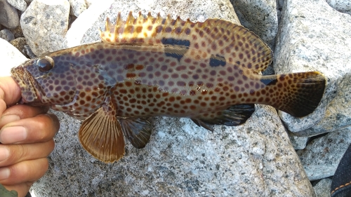 オオモンハタの釣果