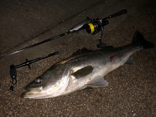 シーバスの釣果