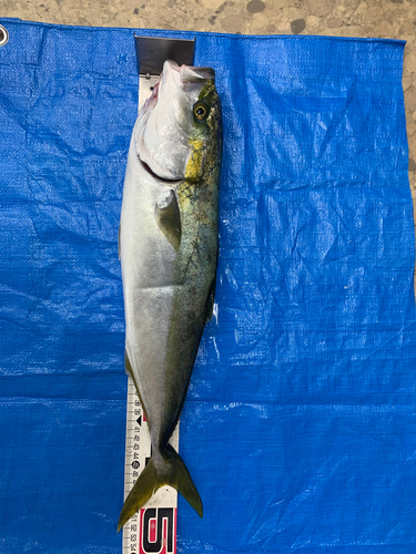 イナダの釣果