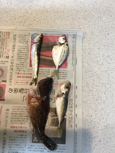 イワシの釣果