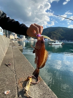 オオモンハタの釣果