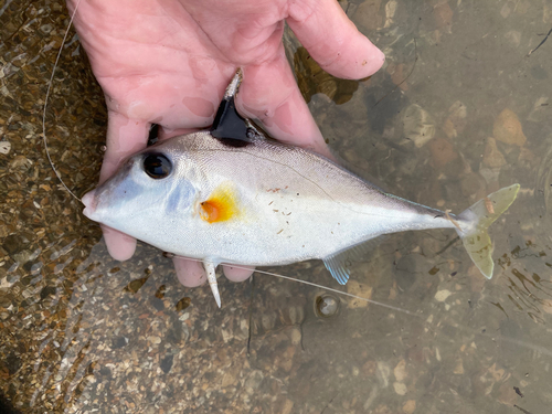 ギマの釣果