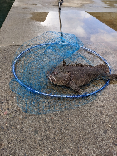 カジカの釣果