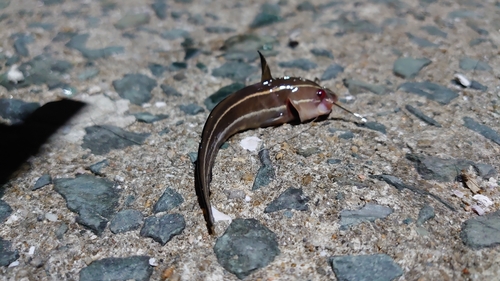 ゴンズイの釣果