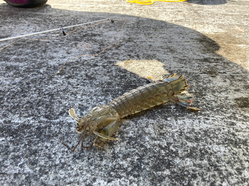 シャコの釣果