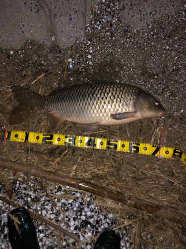 コイの釣果