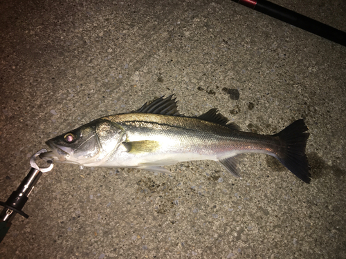 フッコ（マルスズキ）の釣果