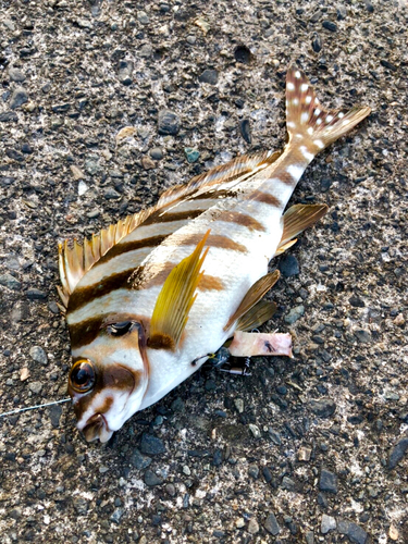 タカノハダイの釣果