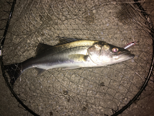 フッコ（マルスズキ）の釣果