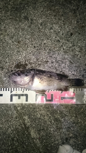 クロソイの釣果