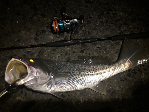 ニベの釣果