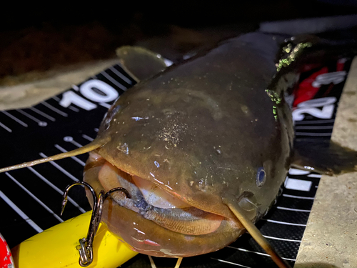 ナマズの釣果