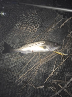 セイゴ（マルスズキ）の釣果