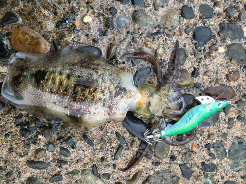 アオリイカの釣果