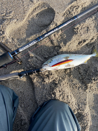 イナダの釣果