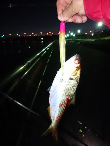 コノシロの釣果