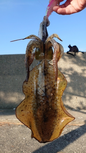 アオリイカの釣果