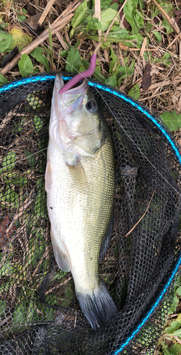 ラージマウスバスの釣果