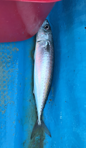 サバの釣果