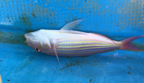 イトヨリダイの釣果