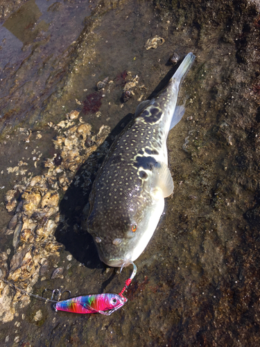 マフグの釣果